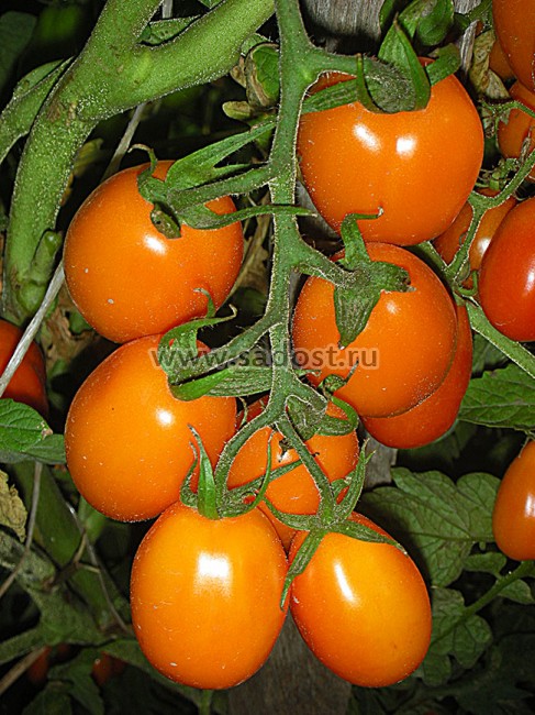 Сорт томата морковный фото и описание