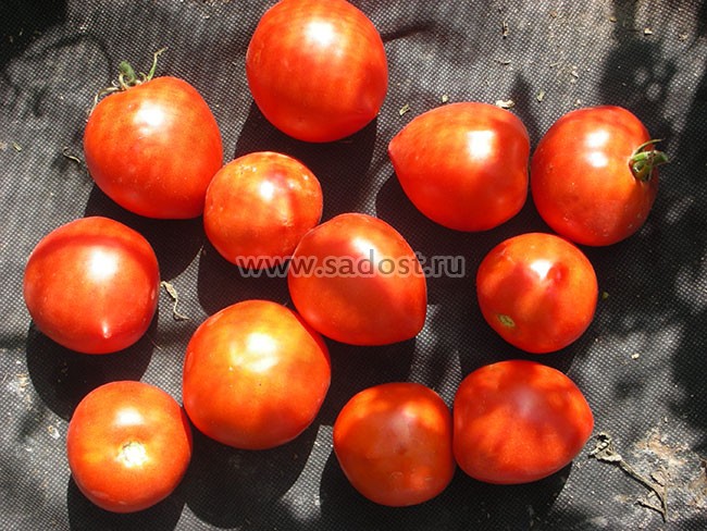 Сорт томата клубничное дерево фото и описание
