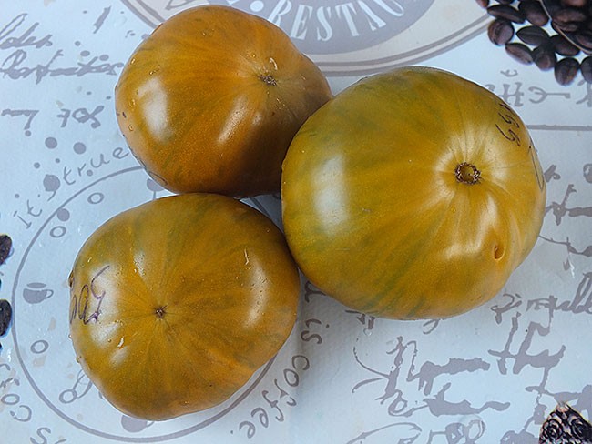 semena-tomat-oranjeviy-gabbana-orange-ghabbana_big_2.jpg
