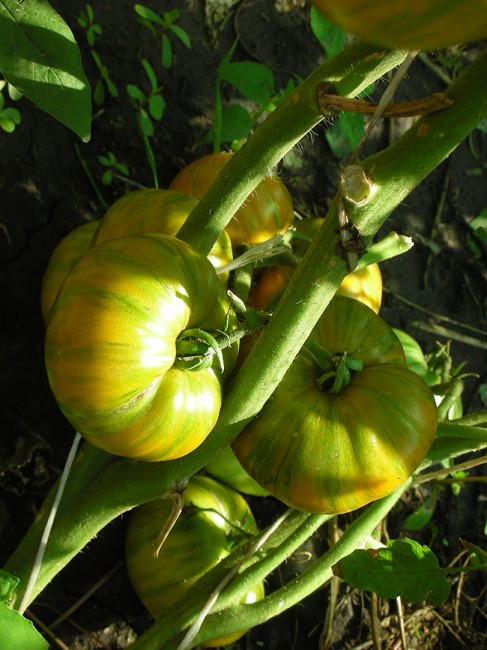 semena-tomat-oranjeviy-gabbana-orange-ghabbana_big_6.jpg